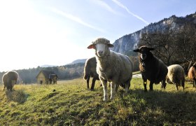 Ich habe Määähchtig prächtig viel zu erzählen, © Naturparke Niederösterreich/Robert Herbst Ich habe Määähchtig prächtig viel zu erzählen, © Naturparke Niederösterreich/Robert Herbst
