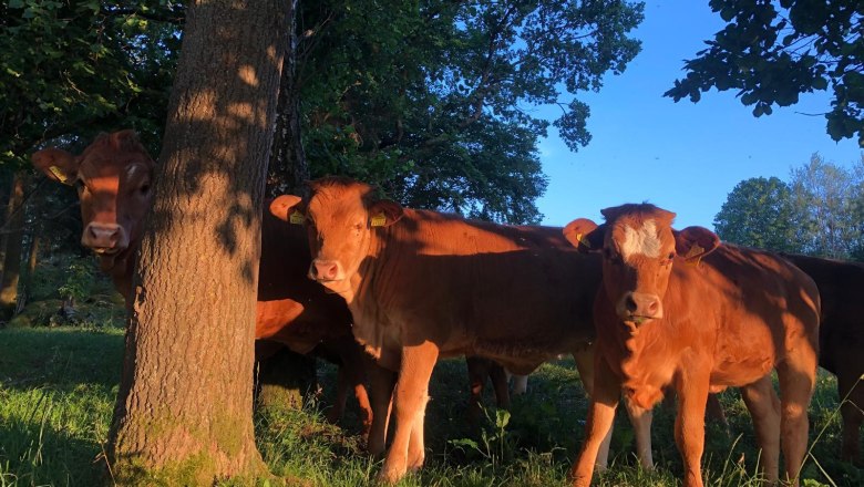 Rinder, © WANDLHOF Rinder, © WANDLHOF