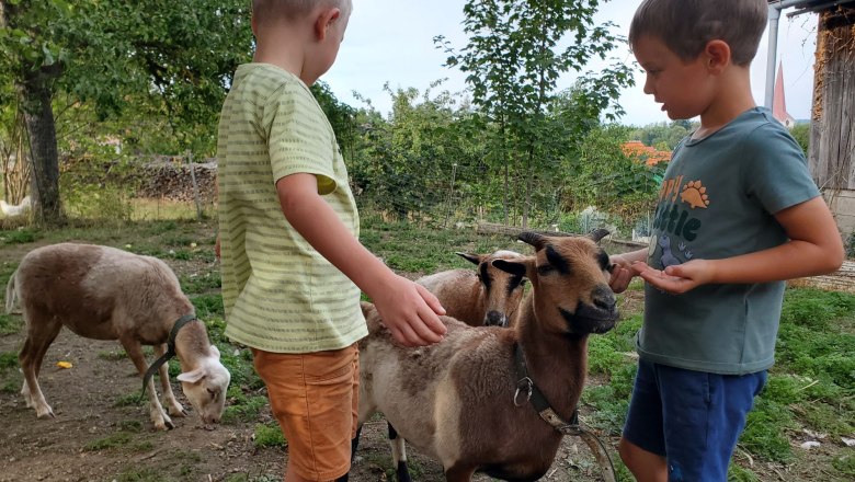 Auf unserem Bauernhof leben Katzen, Hasen, Hühner, Wachteln und Schafe, © Anderlhof Auf unserem Bauernhof leben Katzen, Hasen, Hühner, Wachteln und Schafe, © Anderlhof
