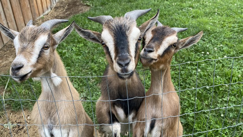 Ziegen, © Andreas Artner Ziegen, © Andreas Artner