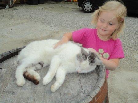 Katze, © Gudrun Berndl Katze, © Gudrun Berndl