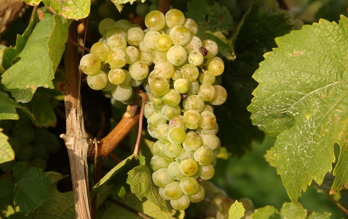 Weintrauben, © Fam. Schuckert Nahaufnahme von grünen Weintrauben am Rebstock mit Blättern.