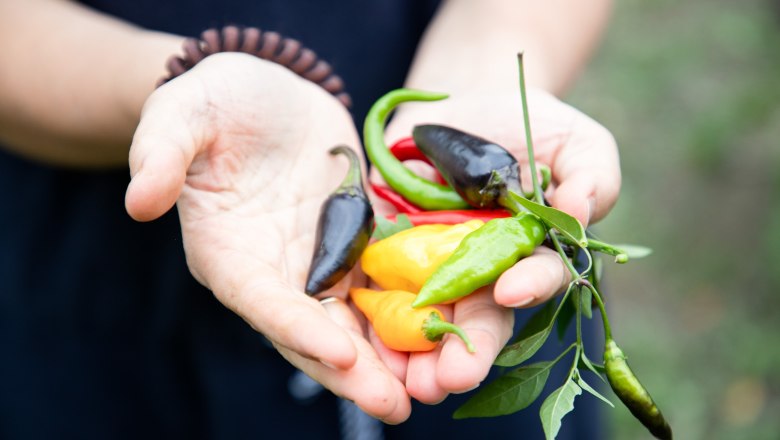 Chilli Variation, © Monika Pölzer Verschiedene Chilisorten in Händen gehalten.