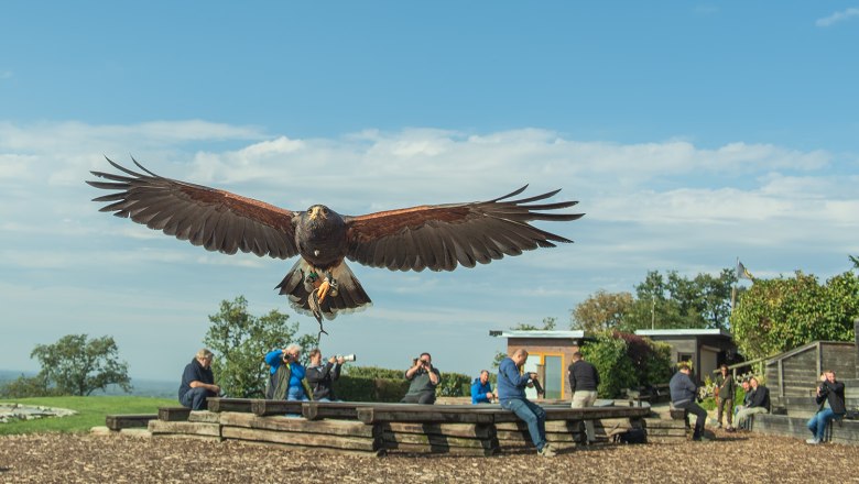 Flugvorführung, © topshot.co.at Ein Greifvogel fliegt direkt auf die Kamera zu, während Menschen im Hintergrund auf einer Bank sitzen und fotografieren.