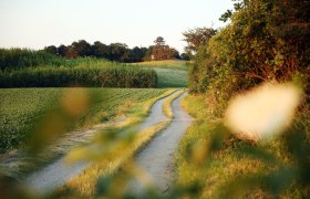 Auf idyllischen Wegen bei Würmla, © weinfranz.at Auf idyllischen Wegen bei Würmla, © weinfranz.at