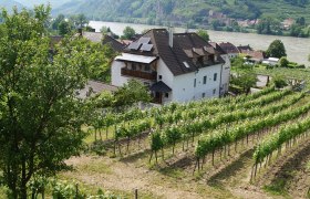 Weingut Pammer Außenansicht, © Familie Pammer Weinberg mit Haus und Fluss im Hintergrund.
