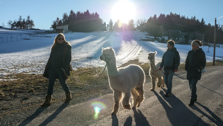 Wanderung mit Alpakas, © Manuel Hahn Drei Personen führen zwei Alpakas auf einem sonnigen, verschneiten Weg spazieren.
