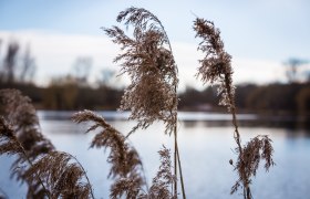Naturseen Traismauer, © Donau Niederösterreich - Kamptal-Wagram-Tullner Donauraum Naturseen Traismauer, © Donau Niederösterreich - Kamptal-Wagram-Tullner Donauraum