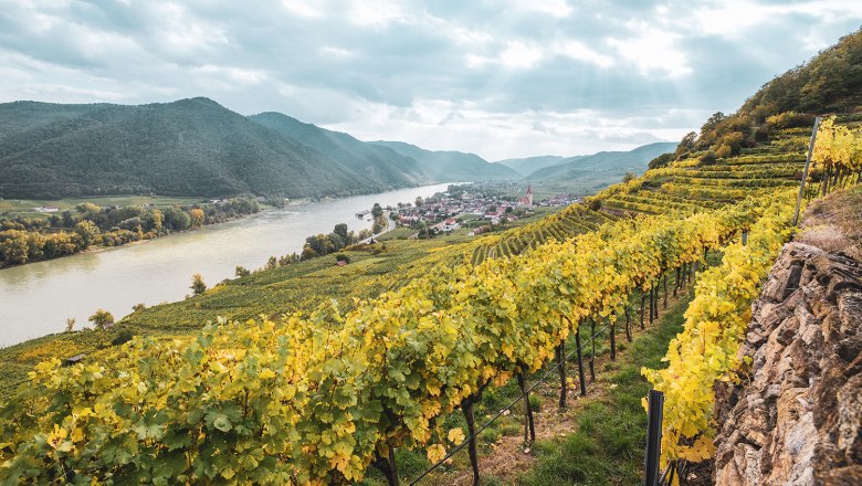 Blick auf Weißenkirchen, © Domäne Wachau Blick auf Weißenkirchen in der Wachau mit Weinbergen und der Donau im Hintergrund.