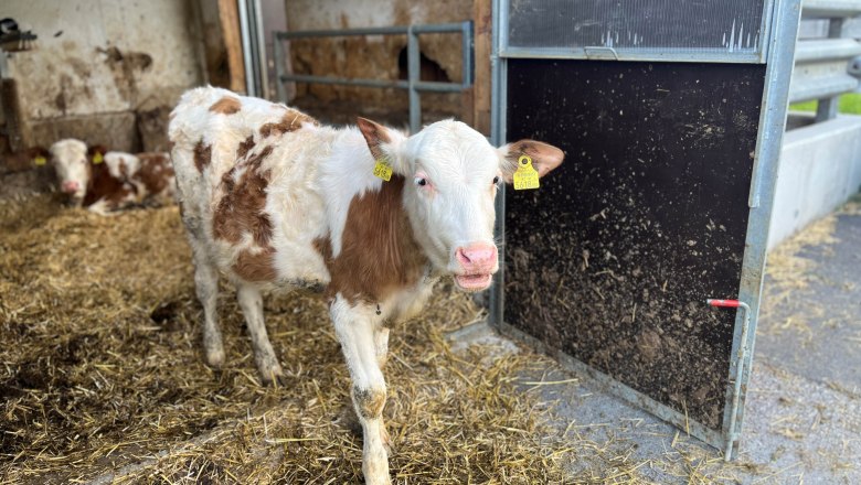Kälber im Stall, © Familie Grasberger Kälber im Stall, © Familie Grasberger