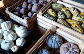 Kürbis kultur, © Kürbis Kultur Kürbis kultur, © Kürbis Kultur