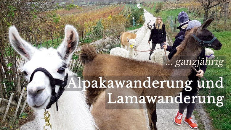 Alpaka-Erlebnis im Wienerwald, © (c) Karina Pöschl Alpaka-Erlebnis im Wienerwald, © (c) Karina Pöschl