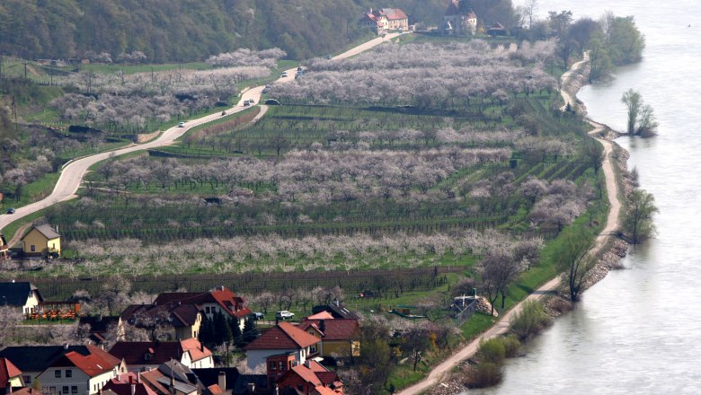 Marillenblüte am Südufer der Wachau, © Otmar Bramberger Marillenblüte am Südufer der Wachau, © Otmar Bramberger