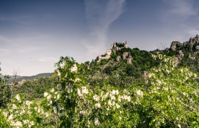 Dürnstein im Frühling, © Robert Herbst Dürnstein im Frühling, © Robert Herbst