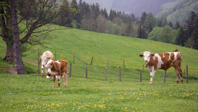Die Kühe grasen auf der Weide, © zVg. Bio-Bauernhof Höbarten