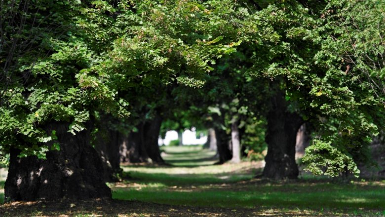 grafenegg_0307_ausschn__c_natur_im_garten-alexander_haiden, © Natur im Garten/Alexander Haiden Ein grüner Laubgang mit Bäumen, die einen natürlichen Tunnel bilden.
