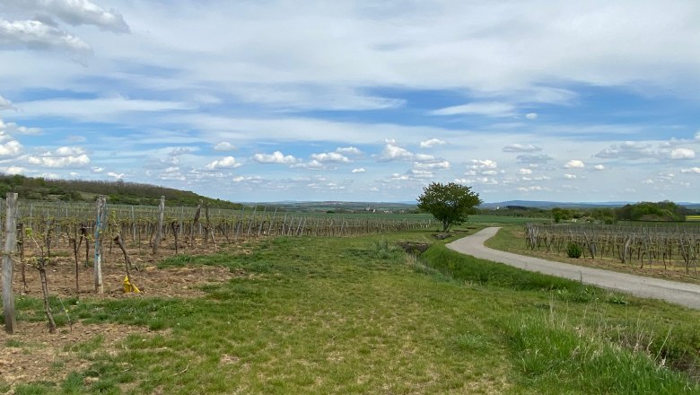 Schneebergblick Rafing, © Weinstraße Weinviertel Weinberge mit einem Weg und einem Baum unter blauem Himmel mit Wolken.