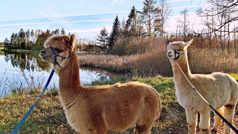 Beim Fuchsteich, © Fuchsteich Alpakas Beim Fuchsteich, © Fuchsteich Alpakas