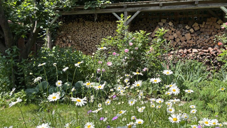 Schaugarten,Towanda, © "Natur im Garten" Ein blühender Garten mit Gänseblümchen und einem Holzstapel im Hintergrund.