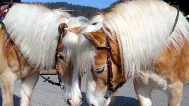 Maxima und Nordstern, © Thürlahshof Maxima und Nordstern, © Thürlahshof