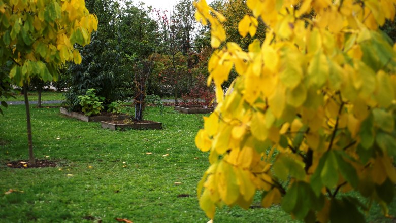 alchemistenpark6__c_elisaeth_scheidl_1, © Elisabeth Scheidl Ein Park mit grüner Wiese und Bäumen mit gelben Blättern im Vordergrund.