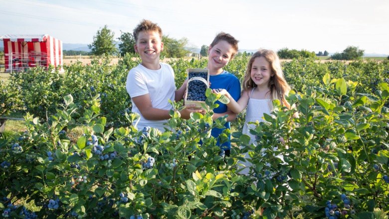 Heidelbeeren zum Selberpflücken, © Wurzers Genuss- und Erlebnishof Heidelbeeren zum Selberpflücken, © Wurzers Genuss- und Erlebnishof