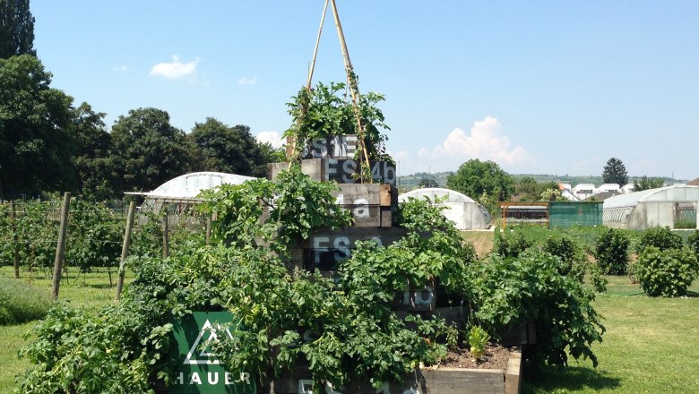 Erdäpfelpyramide selbst gebaut, © "Natur im Garten" Schaugärten Eine selbstgebaute Erdäpfelpyramide aus Holz in einem Garten mit Gewächshäusern im Hintergrund.