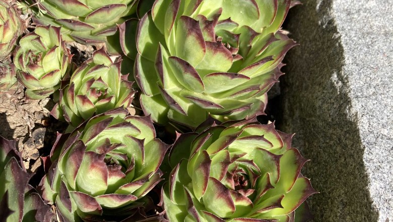 img_0040, © Frühstückspension Gerstbauer img_0040, © Frühstückspension Gerstbauer