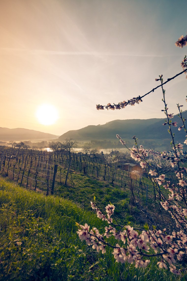 Weinfrühling in der Wachau , © Niederösterreich Werbung/ Andreas Hofer Weinfrühling in der Wachau , © Niederösterreich Werbung/ Andreas Hofer