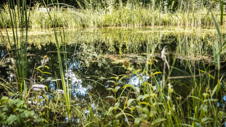 Seltene Unberührtheit , © Donau Niederösterreich/Rainer Friedl Unberührte Auenlandschaft