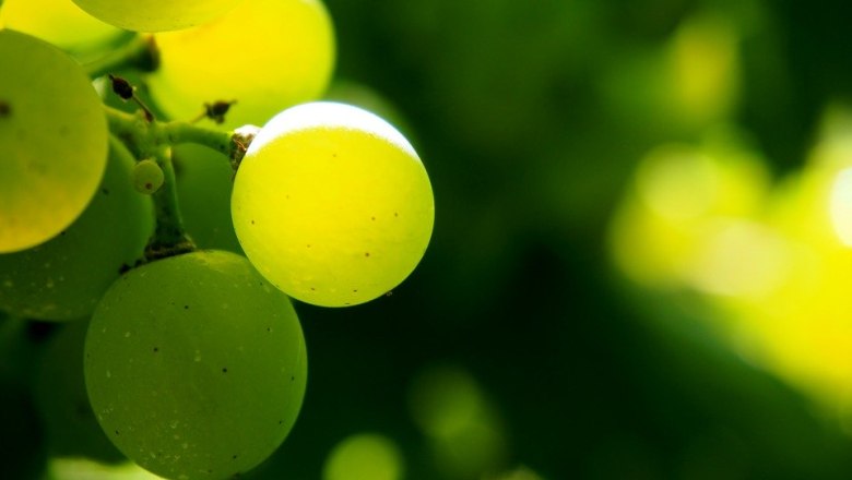 Weingut Fam. Überacker, © Weingut Fam. Überacker Weingut Fam. Überacker, © Weingut Fam. Überacker