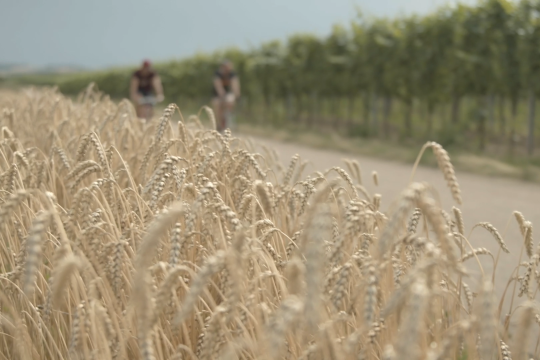 Die Weinviertler Landschaft genießen, © We Make Stories Die Weinviertler Landschaft genießen, © We Make Stories