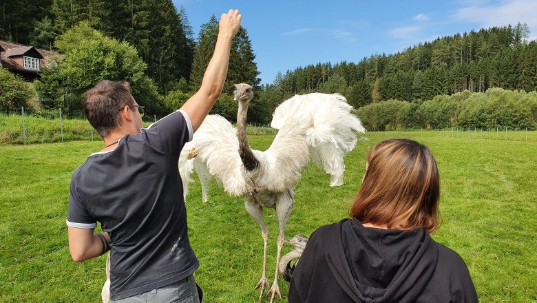Nandus hautnah erleben in der Edermühle (www.edermuehle.at), © www.edermuehle.at Nandus hautnah erleben in der Edermühle (www.edermuehle.at), © www.edermuehle.at
