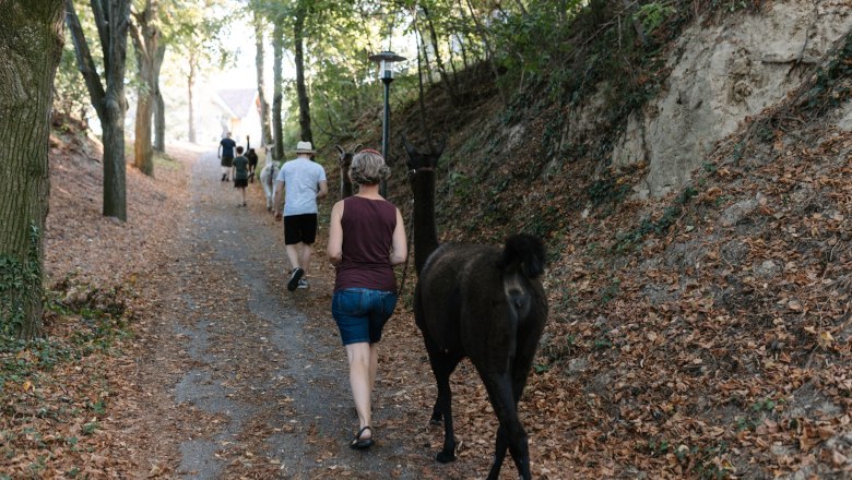 Lamawanderung, © Lama2go / Melina Baumgartner Lamawanderung, © Lama2go / Melina Baumgartner