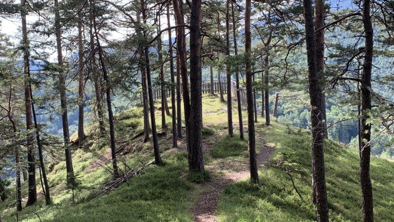 Semmering Blick Weinzettlwand, © Tourismusverband Semmering-Rax-Schneeberg Ein schmaler Waldweg führt zu einem Aussichtspunkt