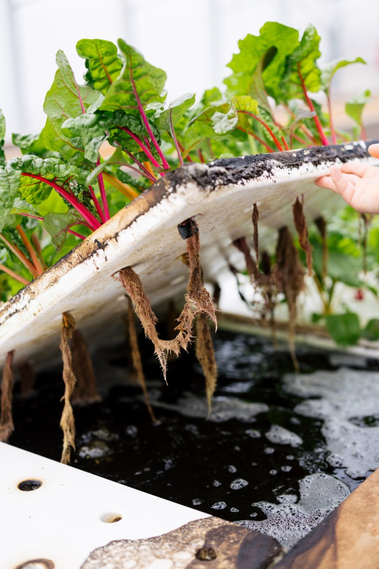 Gemüseanbau trifft Fischzucht, © Niederösterreich Werbung/Mara Hohla Hand hebt Salatbeet, darunter sieht man die Wasseranlage von Auquaponik