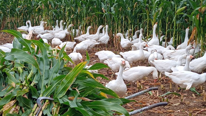 Gänse Geflügelhof Werner, Gallbrunn, © Geflügelhof Werner Gänse Geflügelhof Werner, Gallbrunn, © Geflügelhof Werner