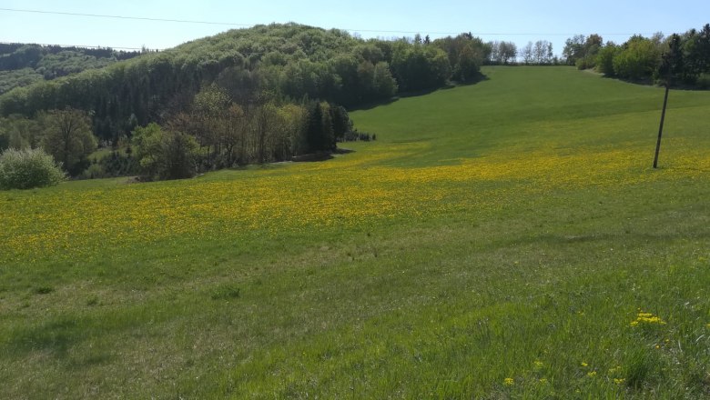 Landschaft am Jauerling, © Romana Wiener Grüne Wiese mit gelben Blumen vor bewaldetem Hügel unter blauem Himmel.