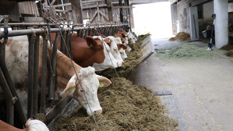 Kühe beim Fressen, © Fam. Büchinger Kühe beim Fressen, © Fam. Büchinger