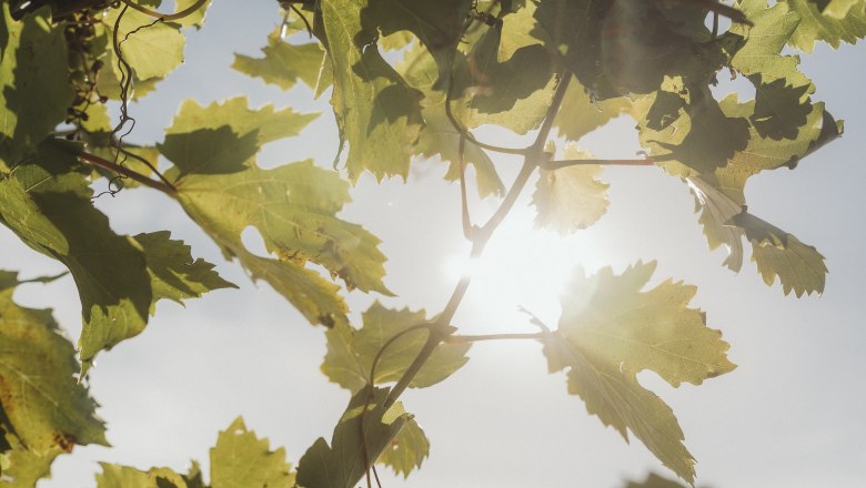 Weinlaub, © Weinviertel Tourismus / Sophie Menegaldo Weinlaub im Sonnenlicht mit blauem Himmel im Hintergrund.