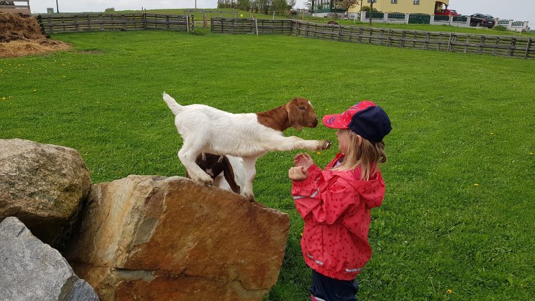 Ziegenweide, © Michaela Czadek Ziegenweide, © Michaela Czadek