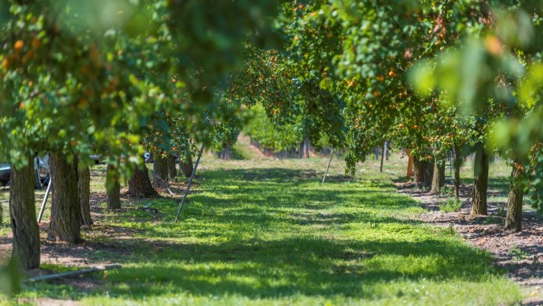 Marillengarten, © Philipp Monihart Marillengarten, © Philipp Monihart