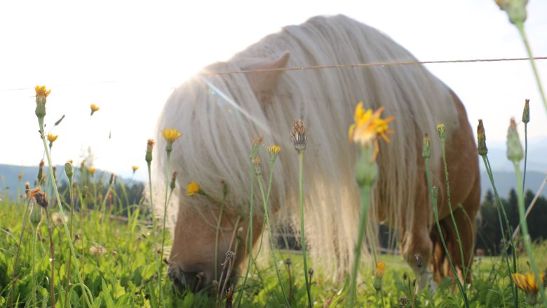 urlaub-beim-almbauer-16, © Almbauer-Familie Wagner urlaub-beim-almbauer-16, © Almbauer-Familie Wagner