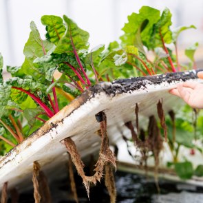 Gemüseanbau trifft Fischzucht, © Niederösterreich Werbung/Mara Hohla Hand hebt Salatbeet, darunter sieht man die Wasseranlage von Auquaponik