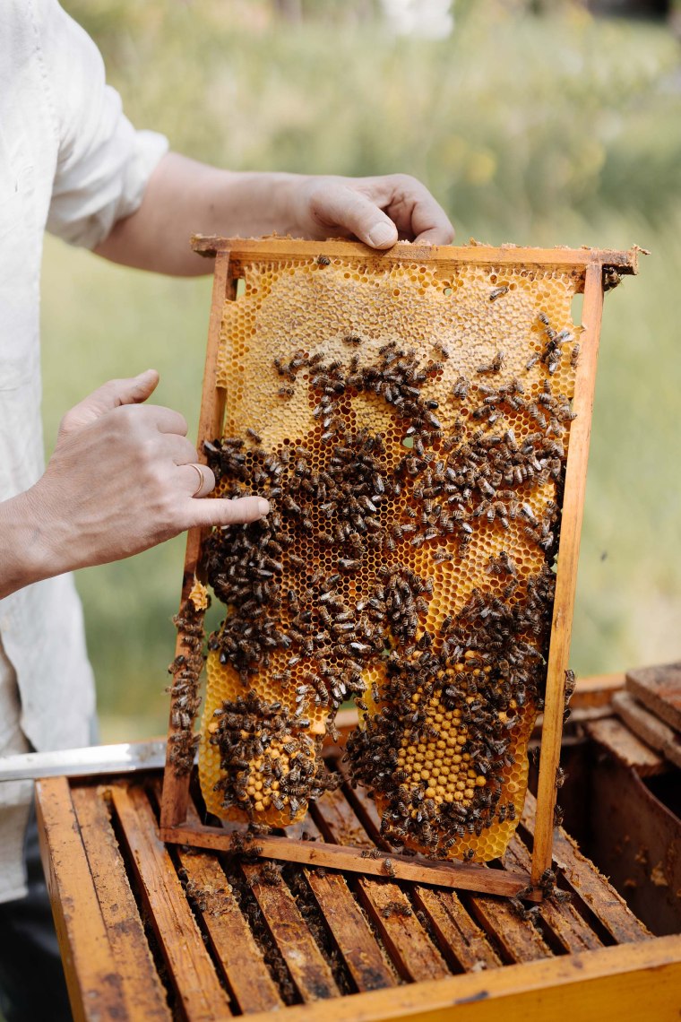 Unverfälschte Landschaftshonige , © Niederösterreich Werbung/Mara Hohla Gedeckte Honigwabe