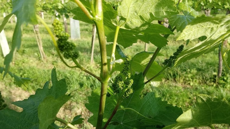 Weingarten, © Weingut Simetzberger Weingarten, © Weingut Simetzberger