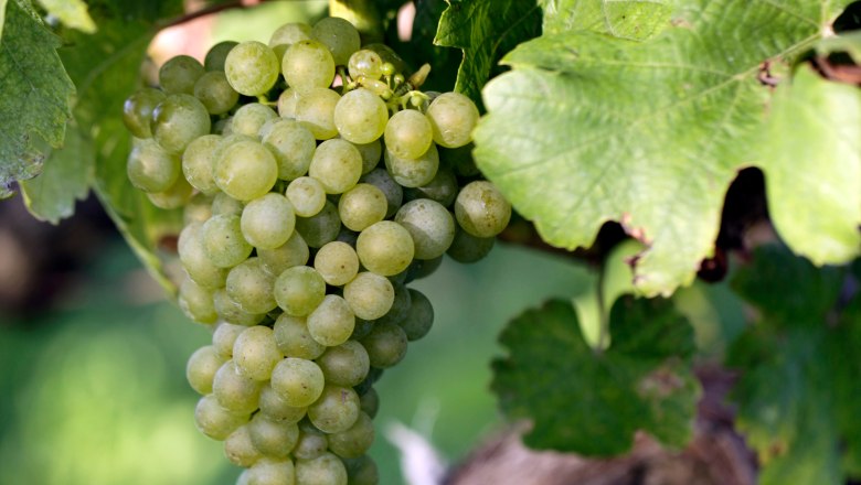 Rebstock mit Traube, © Weinviertel Tourismus / Christine Wurnig Nahaufnahme einer grünen Weintraube am Rebstock mit grünen Blättern.