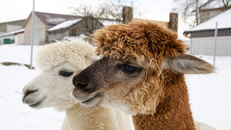 Alpakahof Hahn, © Manuel Hahn Zwei Alpakas im Schnee auf einem Bauernhof.