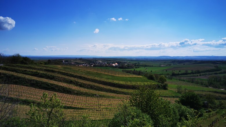 Ausblick Vösenau, © Weinstraße Weinviertel Weinberge und Landschaft unter blauem Himmel in Vösenau.