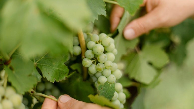 Weingut Herzinger, © schwarz-koenig.at Weingut Herzinger, © schwarz-koenig.at